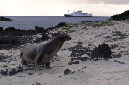 Expedition Cruises Yield Profits for Enterprising Agent 