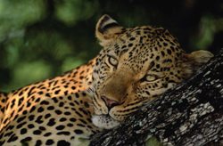 Wildlife & Safari